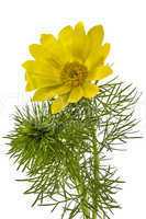 Flowers of Adonis, lat. Adonis vernalis, isolated on white backg