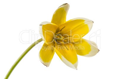 Flower of tulip botanical, lat.Tulipa botanical, isolated on whi