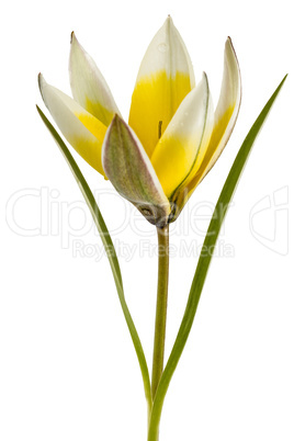 Flower of tulip botanical, lat.Tulipa botanical, isolated on whi
