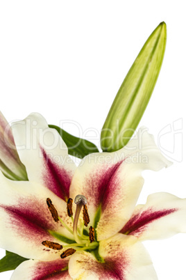 Flowers lily, lat. Lilium Oriental Hybrids, isolated on white ba