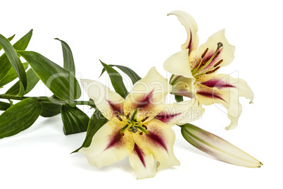 Flowers lily, lat. Lilium Oriental Hybrids, isolated on white ba