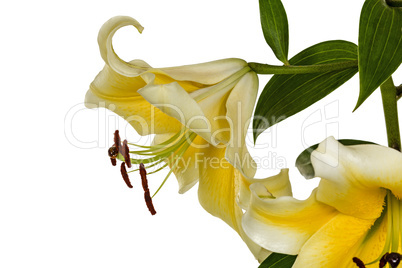 Flowers lily, lat. Lilium Oriental Hybrids, isolated on white ba