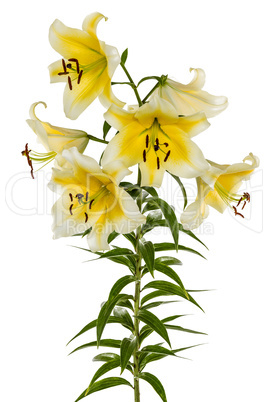 Flowers lily, lat. Lilium Oriental Hybrids, isolated on white ba