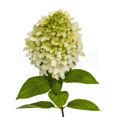 Flowers of hydrangeas paniculata, lat.Hydrangea paniculata, isol