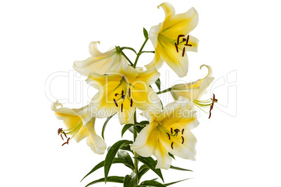 Flowers lily, lat. Lilium Oriental Hybrids, isolated on white ba