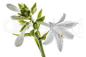 Flowers Hosts, lat. Hosta, isolated on white background