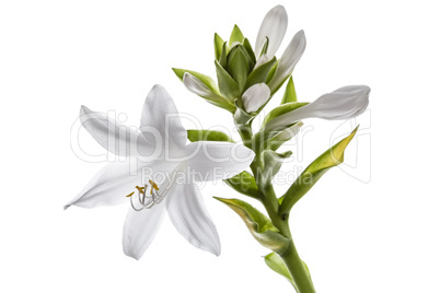 Flowers Hosts, lat. Hosta, isolated on white background