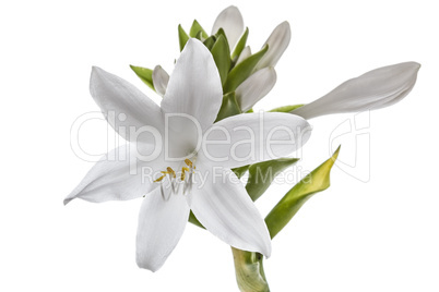 Flowers Hosts, lat. Hosta, isolated on white background