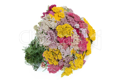 Bouquet of yarrow (lat. Achill?a), isolated on white background