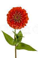 Red flower of zinnia (Lat. Zinnia), isolated on a white backgrou