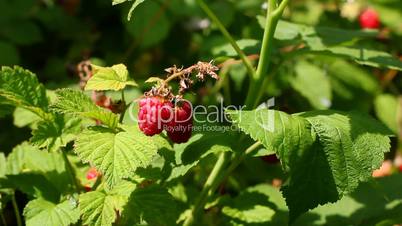 growing fresh raspberry