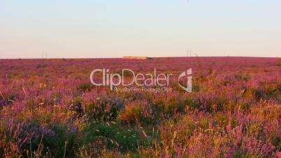 Huge beautiful Lavender field