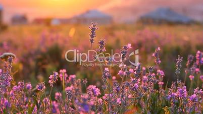 Closeup of lavender plants in a field