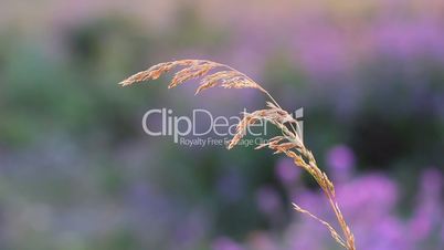 beautiful grass on a purple background