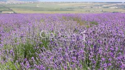 lavender flowers field
