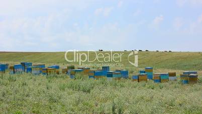 beehives in field