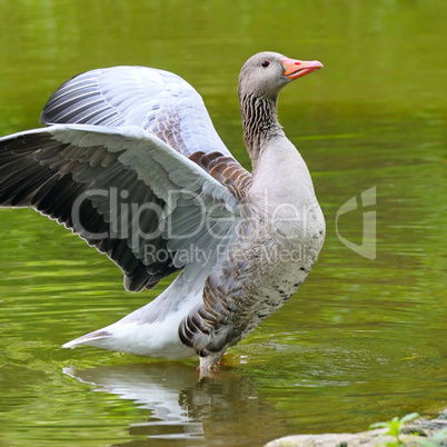 goose with outstretched wings