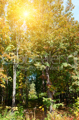 sunrise in autumn forest