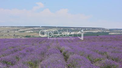 lavender flowers field