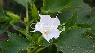 white datura flowers