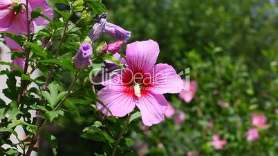 purple hibiscus flower with green leaves