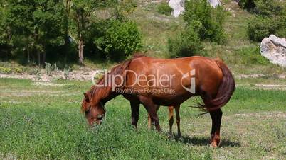 horse grazing on meadow