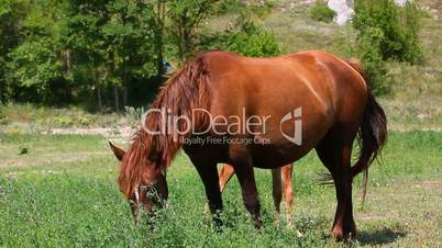 horse grazing on meadow