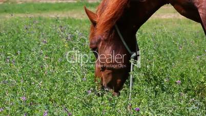 horse grazing on meadow