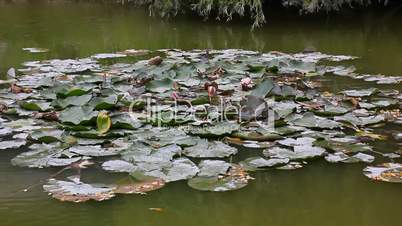 water lily flowers and leaves