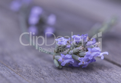 Lavender blossom Close up rustic