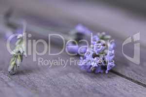 Lavender blossom Close up on rustic weathered wood background