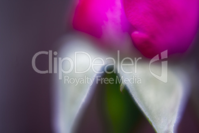 pink rosebud close up Abstract