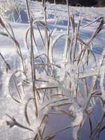 beautiful wintertime snow crystals on plants