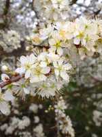 Spring fruit tree blossom