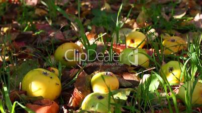 apple crop on the ground