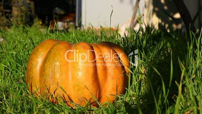 pumpkin in grass