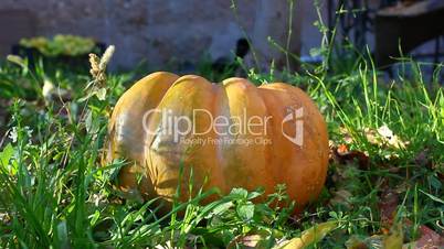 pumpkin in grass