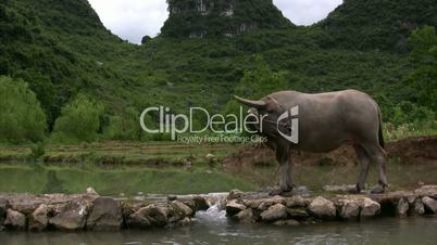 A cow in a Yangshuo valley in China