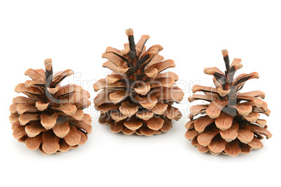 pine cones