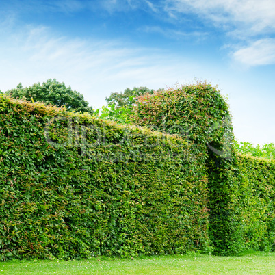 green fence in a summer park