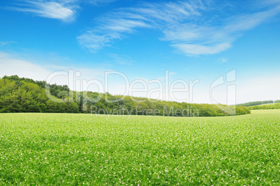 Beautiful flowering fields and beautiful clouds