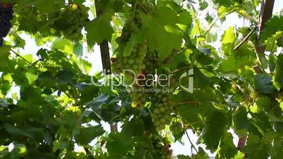 Cluster of wine grapes