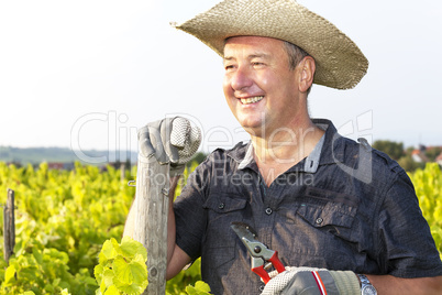 in the Vineyard