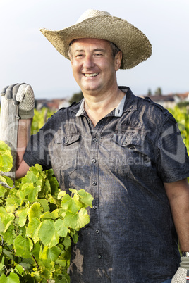 in the Vineyard