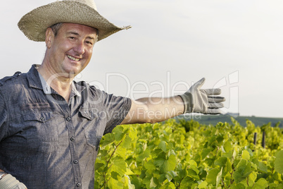 in the Vineyard