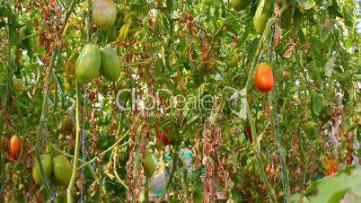 ripe tomatoes growing in the greenhouse