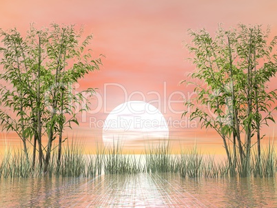 Bamboos by sunset - 3D render