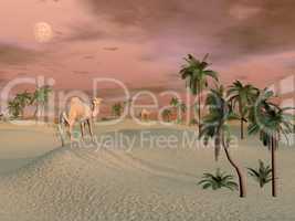 Camels in the desert - 3D render