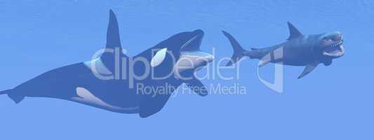 Killer whale attacking small megalodon shark - 3D render