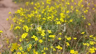 gentle yellow flowers  on the wind